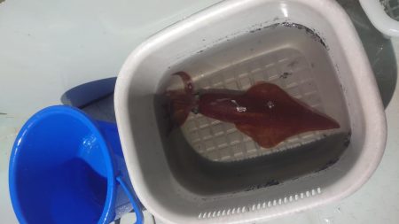 今シーズン最初のイカメタル