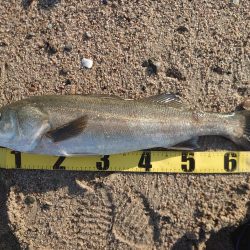 フラットフィッシュ狙いがて…