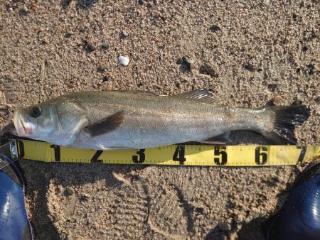 フラットフィッシュ狙いがて…