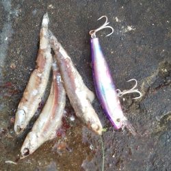 早起きの甲斐が……