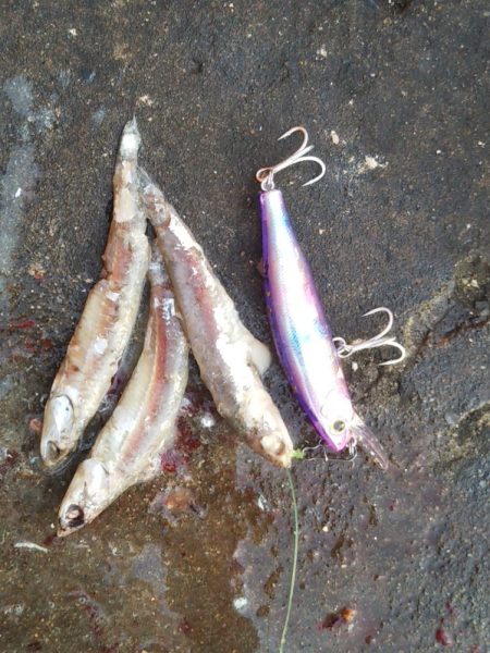 早起きの甲斐が……