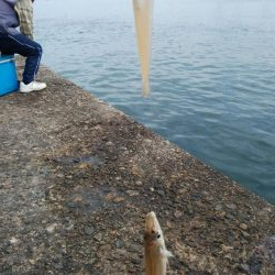 播磨新島釣行