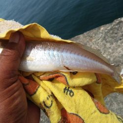 播磨新島キス連投