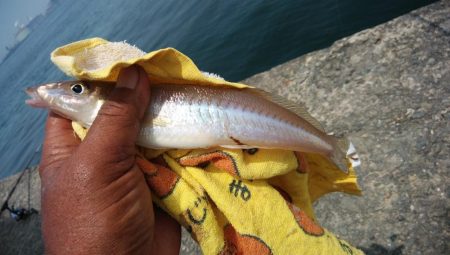 播磨新島キス連投