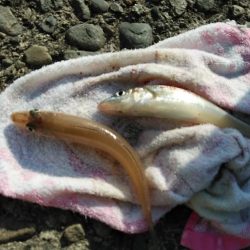 １６時から播磨新島に釣行しました