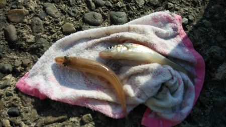 １６時から播磨新島に釣行しました