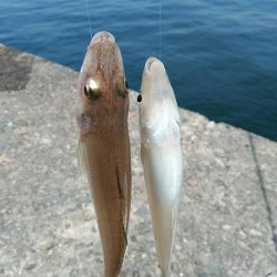 播磨新島でキス釣り