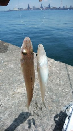 播磨新島でキス釣り