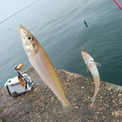 雨の播磨新島釣行