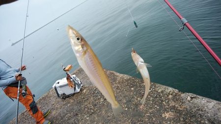 雨の播磨新島釣行