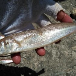 播磨新島へキス釣行