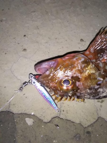 スーパーライトも楽しいかも……