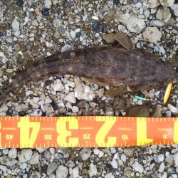 渋い朝マヅメでしたが最後にご褒美が……