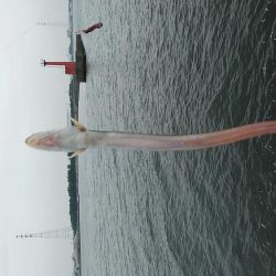 高砂港へキス調査Ⅱ