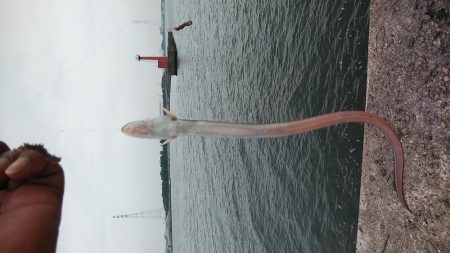 高砂港へキス調査Ⅱ