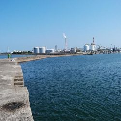 高砂港もピンギスモードか!