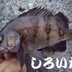 昨日の５匹ではたりないんで、アジ釣り。