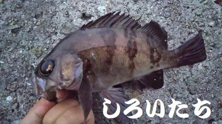 昨日の５匹ではたりないんで、アジ釣り。