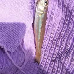 昼間っからのキス狙い。