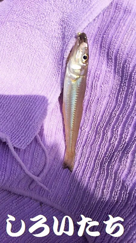 昼間っからのキス狙い。