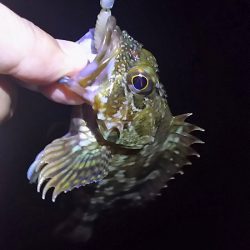 メバリングに挑戦！