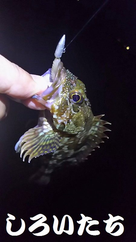 メバリングに挑戦！