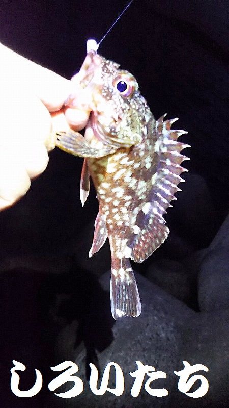 ガシリングになってしもたぁ～。