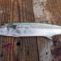 ショアジギでサゴシ、エソ