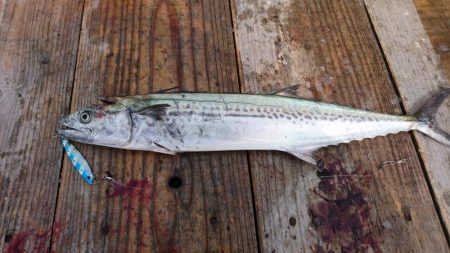 ショアジギでサゴシ、エソ