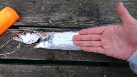 ワインドでタチウオ