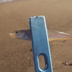 群れてはいるけど・・・