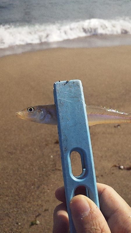 群れてはいるけど・・・