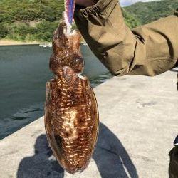 アオリイカ狙いからの…