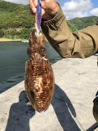 アオリイカ狙いからの…