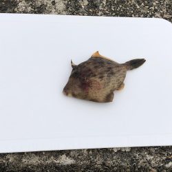 ぼちぼち当たりあり。