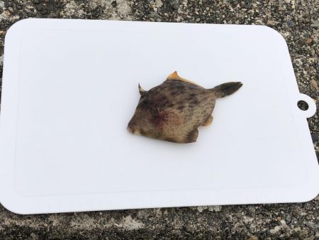 ぼちぼち当たりあり。