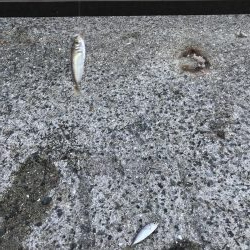 アジも皆既日食もしぶい