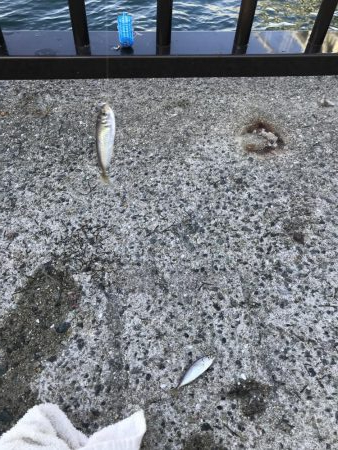 アジも皆既日食もしぶい