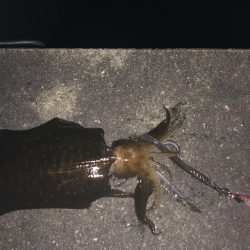 1.1㎏のアオリイカ