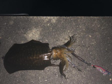 1.1㎏のアオリイカ