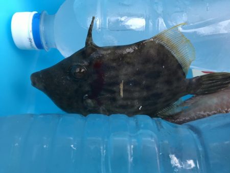 ボウズ逃れするか！？