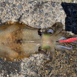 京都アオリイカ