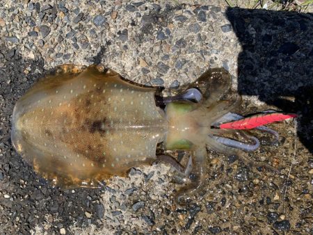 京都アオリイカ