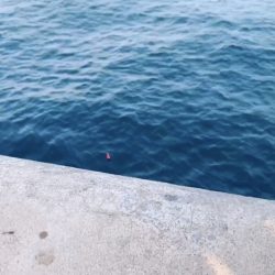 サバで釣れました！