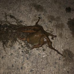 5ゲット2キープ3逃走！タコまつり開催中