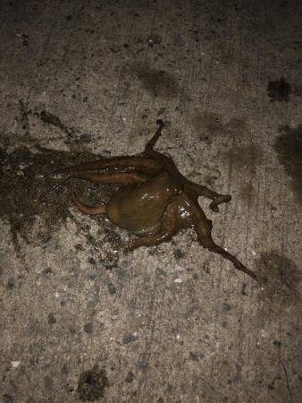 5ゲット2キープ3逃走！タコまつり開催中