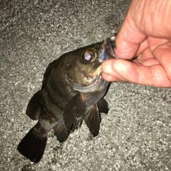 サバゲーと嬉しい外道