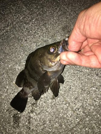 サバゲーと嬉しい外道