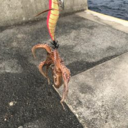 タコ一杯にエギ１つ無くなる