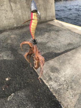 タコ一杯にエギ１つ無くなる